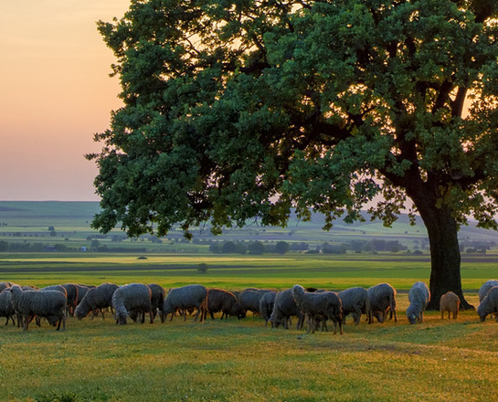 sheep near an oak in the sunset